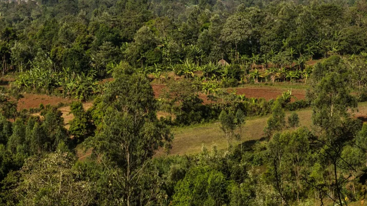 le projet vise à améliorer l'intégrité et la gestion à long terme des ressources naturelles et de la biodiversité dans le parc national de Mazé.